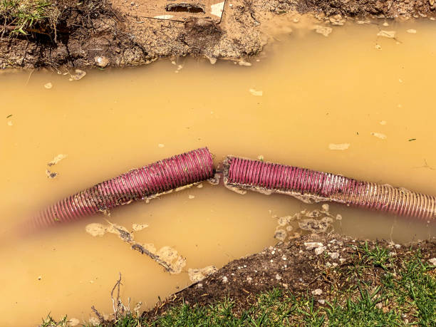 Best Sewage cleanup and water damage restoration  in Meadowdale, WA